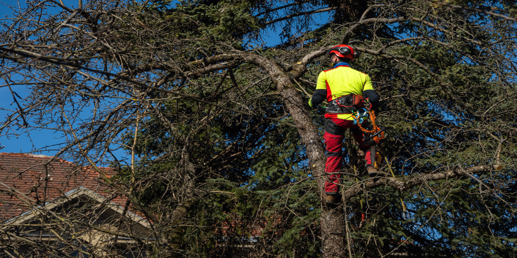 Need help with a tree? Our tree service Orlando Florida has you covered.